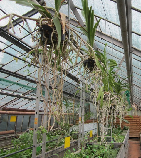 IMG_0207 Vandy w szklarni.jpg