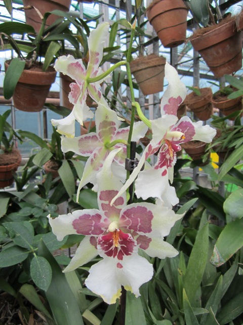 IMG_0200 Jeden z nielicznych kwitnących.jpg