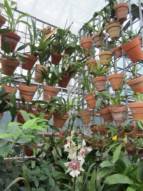 IMG_0199 Doniczki na kracie..jpg