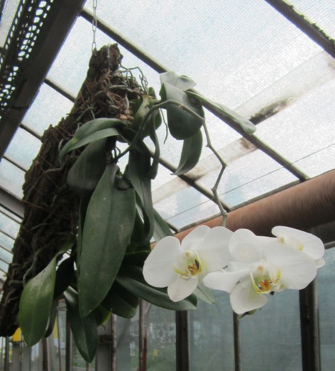 IMG_0230 Zgodnie na jednym kawałku kory.jpg