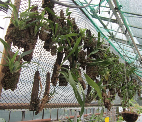 IMG_0231 Uprawa na podkładkach.jpg