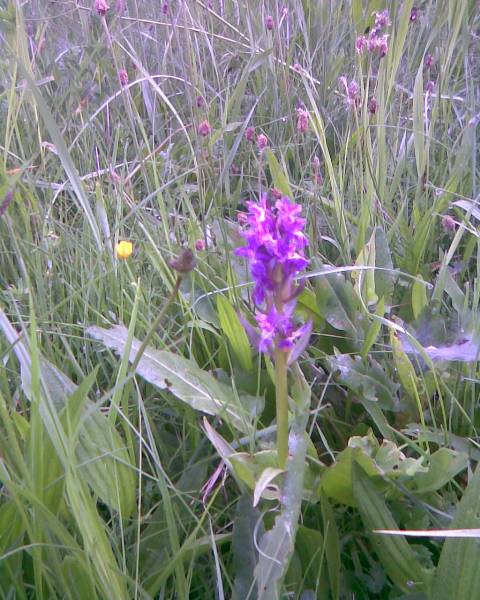 Kukułka na mojej łące.jpg