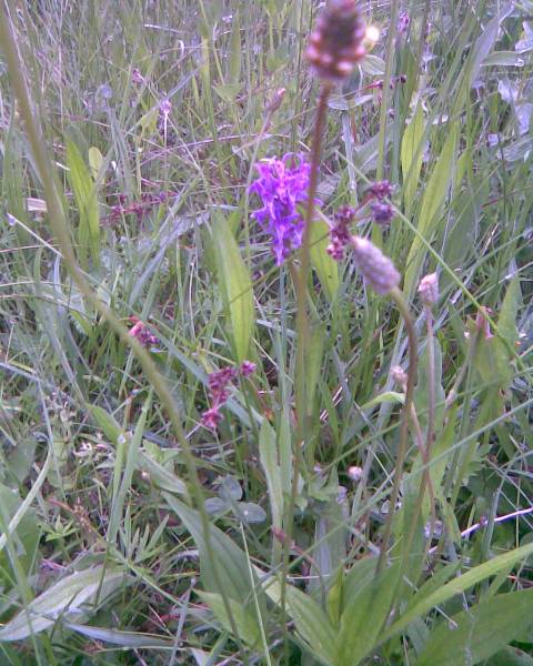 Kukułka na łące.jpg