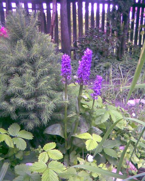 Kukułki szerokolistne.jpg