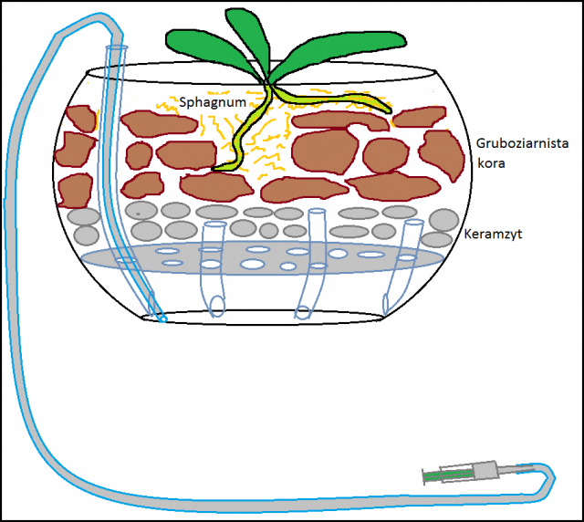 sposob sadzenia zwykly.png