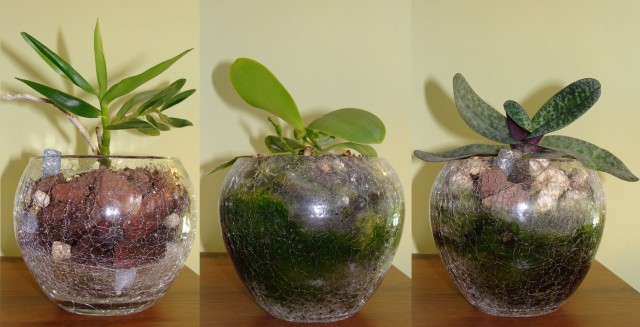 dendrobium stardust sadzenie.jpg