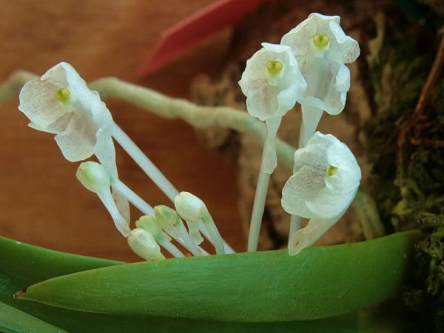 balkon+pod 017 (2).jpg bis (640x480).jpg