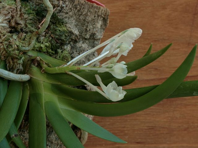 Podangis (640x481).jpg