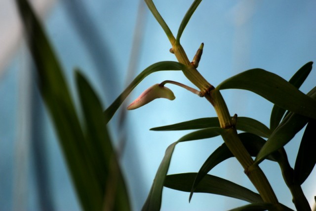 dendrobium_nn.JPG