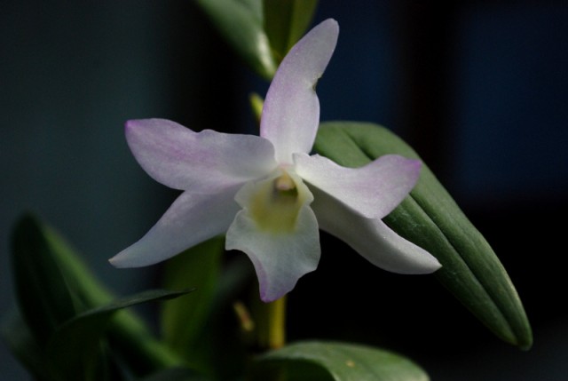 dendrobium_nn1.JPG