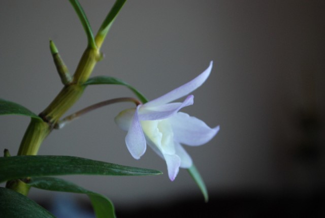 dendrobium_nn2.JPG