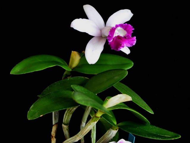 Cat. cala roślina.jpg