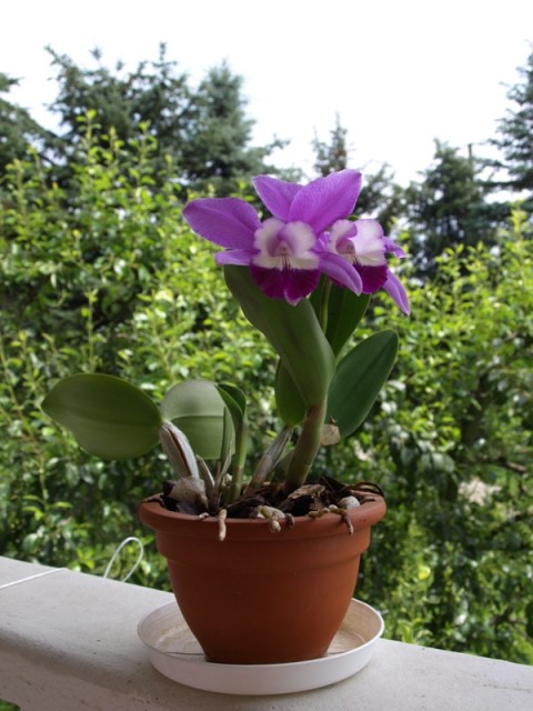 Katleja doniczka.JPG