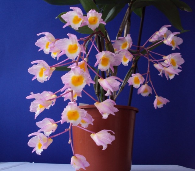 Dendrobium farmieri 2012 r..jpg