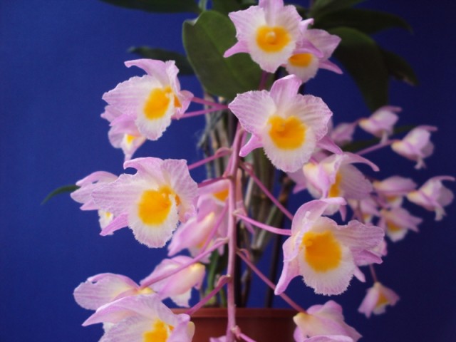 Dendrobium farmieri 2012 r. b.jpg