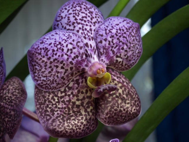 Vanda 3.JPG