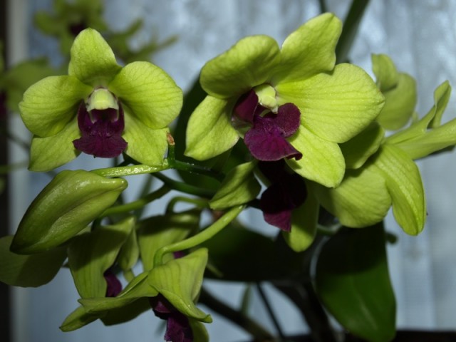 Dendrobium Emma Green3.JPG