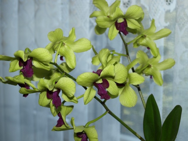 Dendrobium Emma Green2.JPG