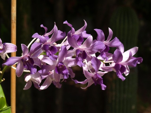 Dendrobium lila1.JPG