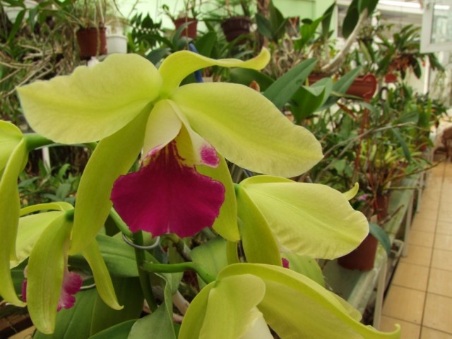 Brassiolaeliocattleya Mac  Bly- Dz. 2004.jpg