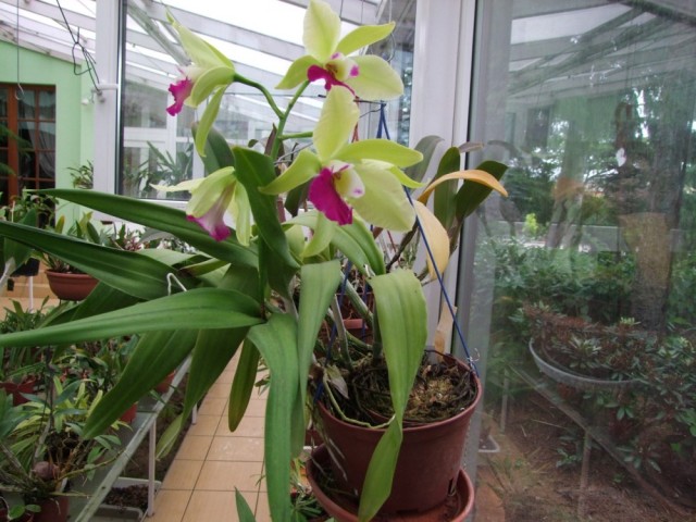 Brassiolaeliocattleya Mac  Bly- Dz. 2004..jpg