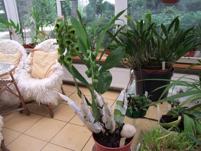 Catasetum macrocarpum.jpg