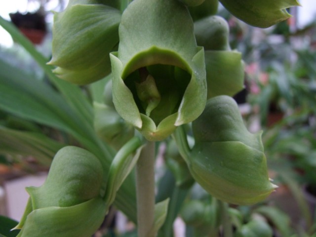 Catasetum macrocarpum..jpg