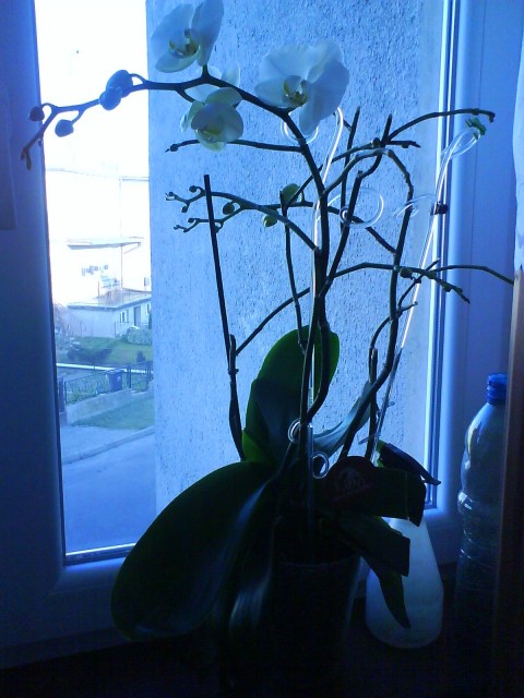 Biały Phalaenopsis  i jego ostatnie kwitnięcie.JPG