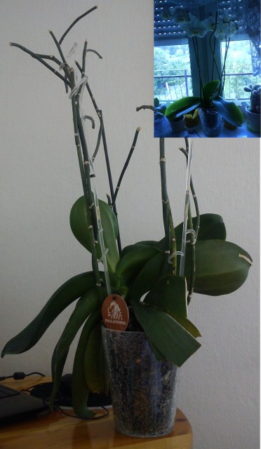 Biały Phalaenopsis stan obecny i pierwsze kwitnięcie.jpg