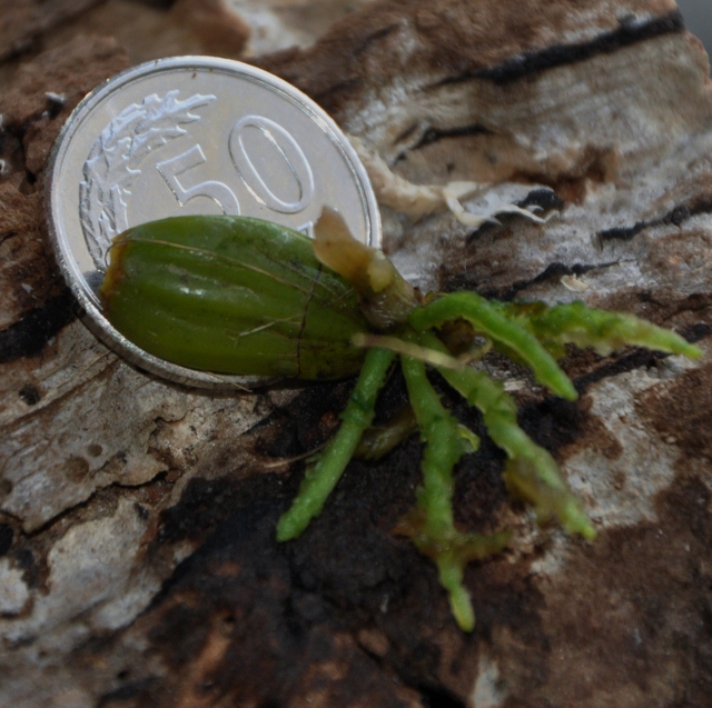 DSC_0639 (640x637).jpg