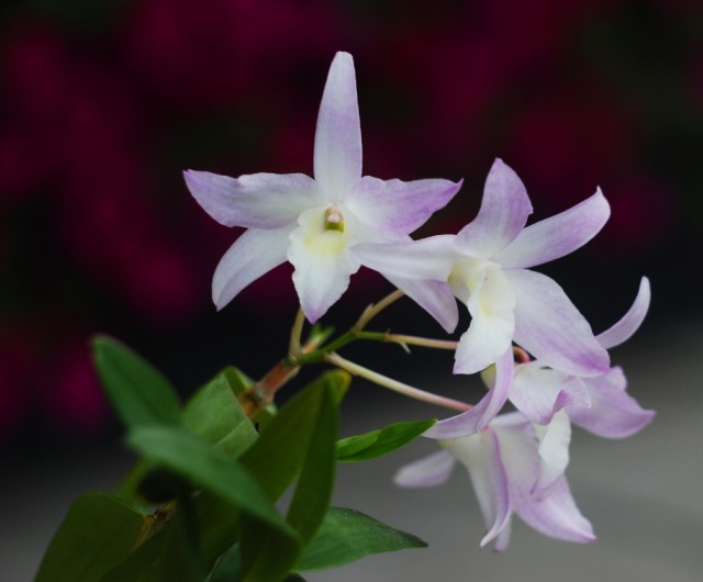 dendrobium regium1.jpg