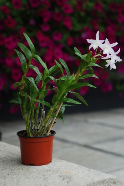 dendrobium regium2.jpg