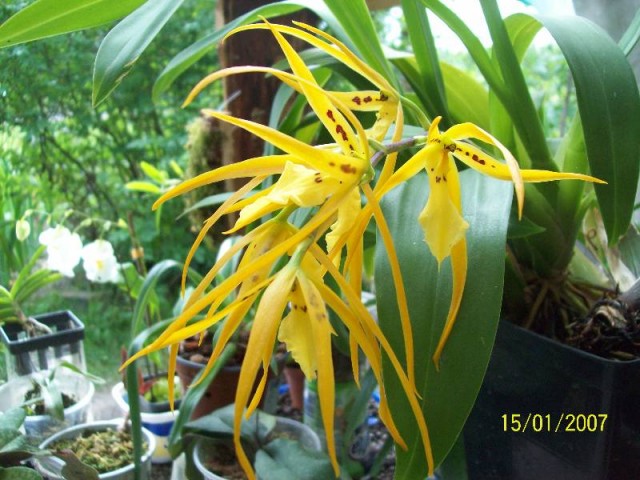 Brassada Mivada 2012.jpg