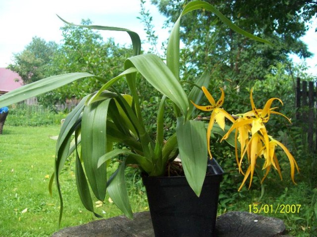 4Brassada Mivada 2012.jpg