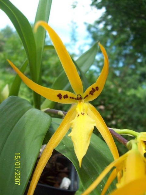 5Brassada Mivada.jpg