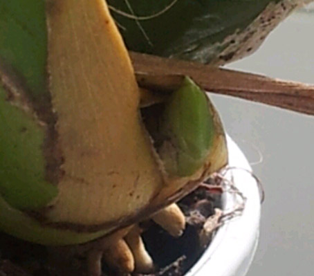 2012-07-18 cambria.jpg