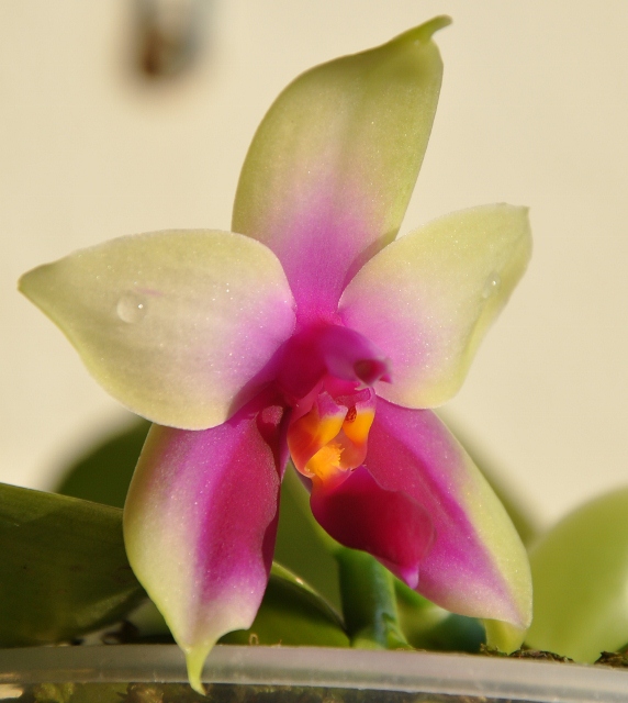 DSC_0689 (572x640).jpg