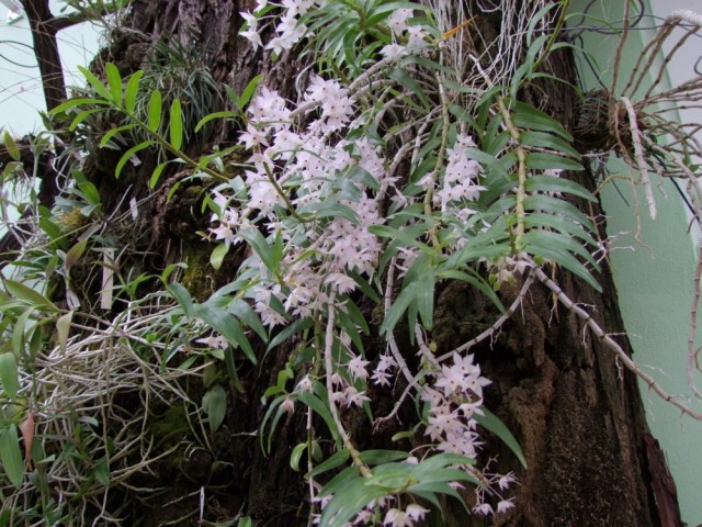 Dendrobium hercoglosum.jpg