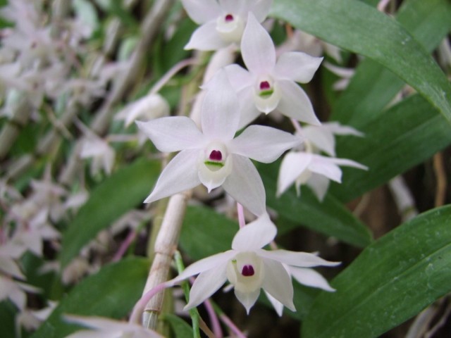 Dendrobium hercoglosum,.jpg