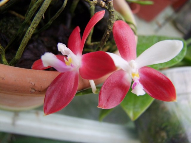 Phalaenopsis tetraspis.jpg