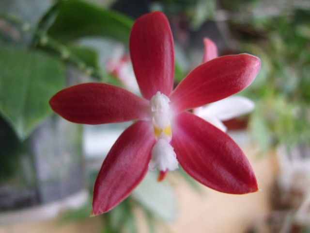 Phalaenopsis tetraspis..jpg