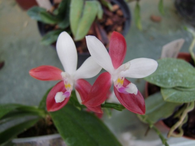 Phalaenopsis tetraspis.,.jpg