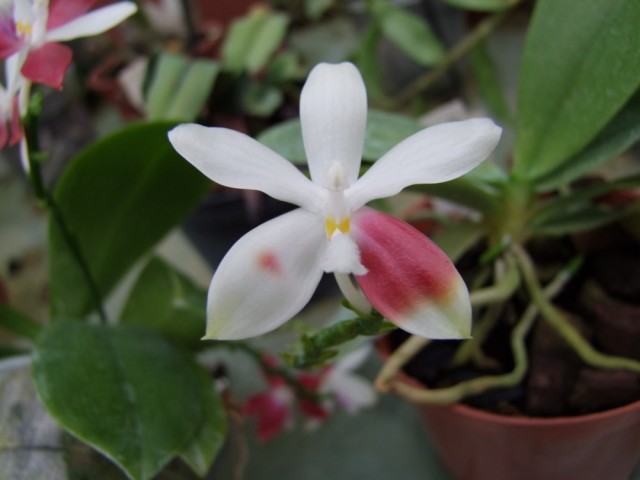 Phalaenopsis tetraspis...jpg