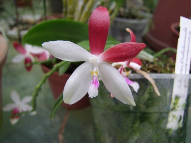 Phalaenopsis tetraspis....jpg