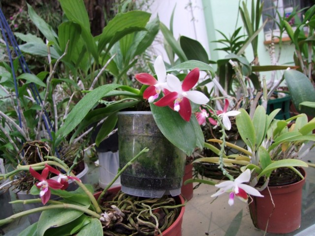 Phalaenopsis tetraspis.,,.jpg