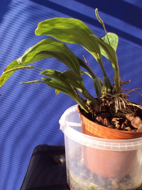 Pholidota conhoidea.jpg