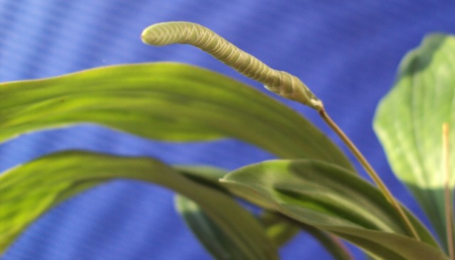 Pholidota conchoidea 1.jpg