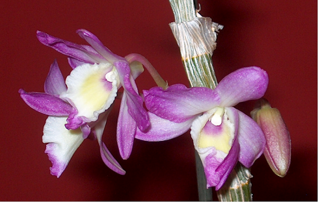 dendrobium1.png