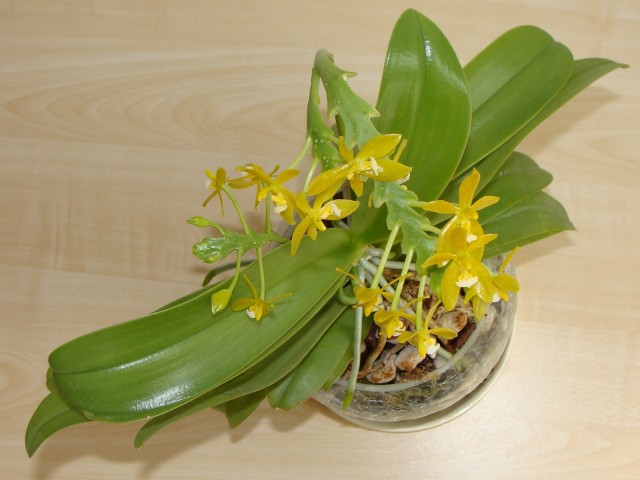 cornu cervi flava caly.jpg