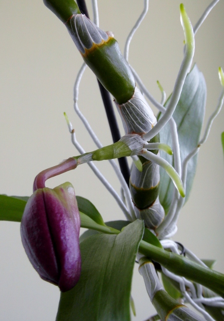 SAM_9718 (447x640).jpg